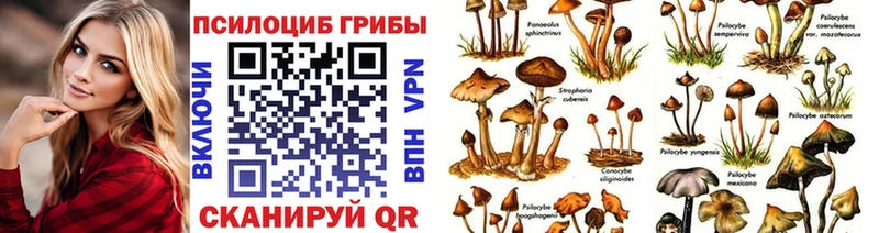 купить закладку  мега зеркало  Псилоцибиновые грибы Psilocybe  Ставрополь 